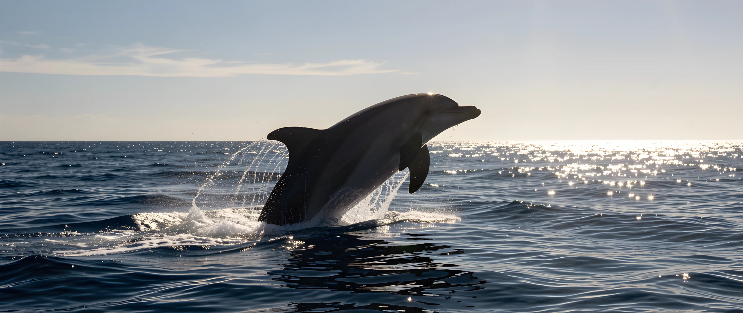 Dolphin Leap Wave