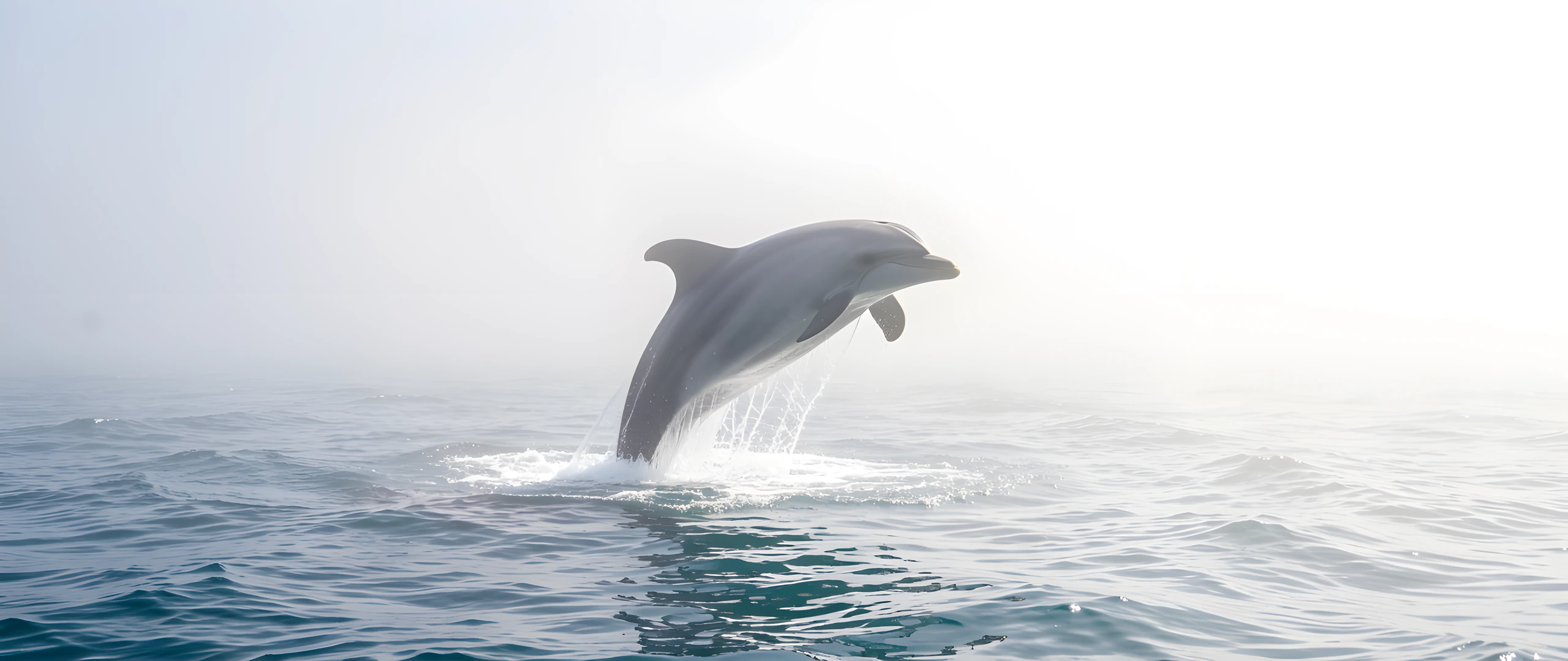 Dolphin Ocean Leap