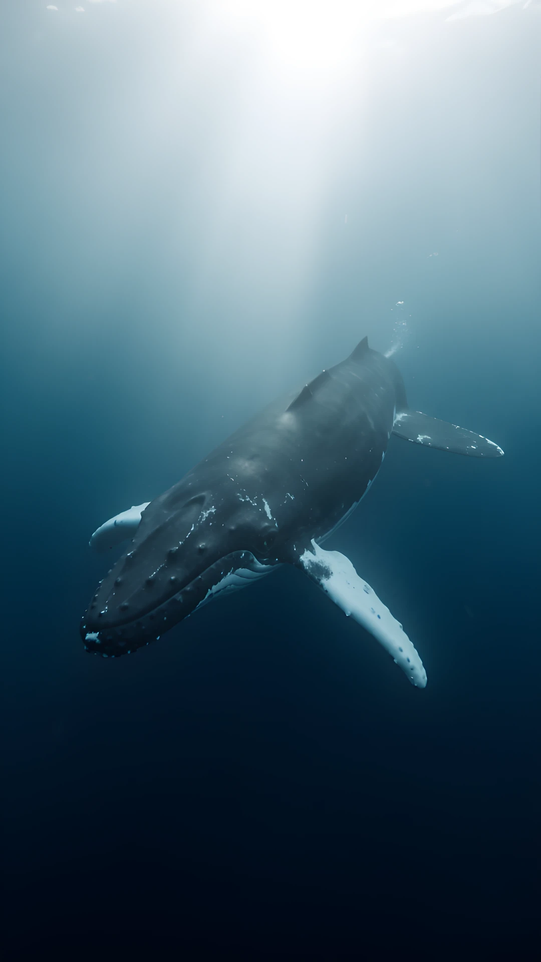 Whale In Twilight
