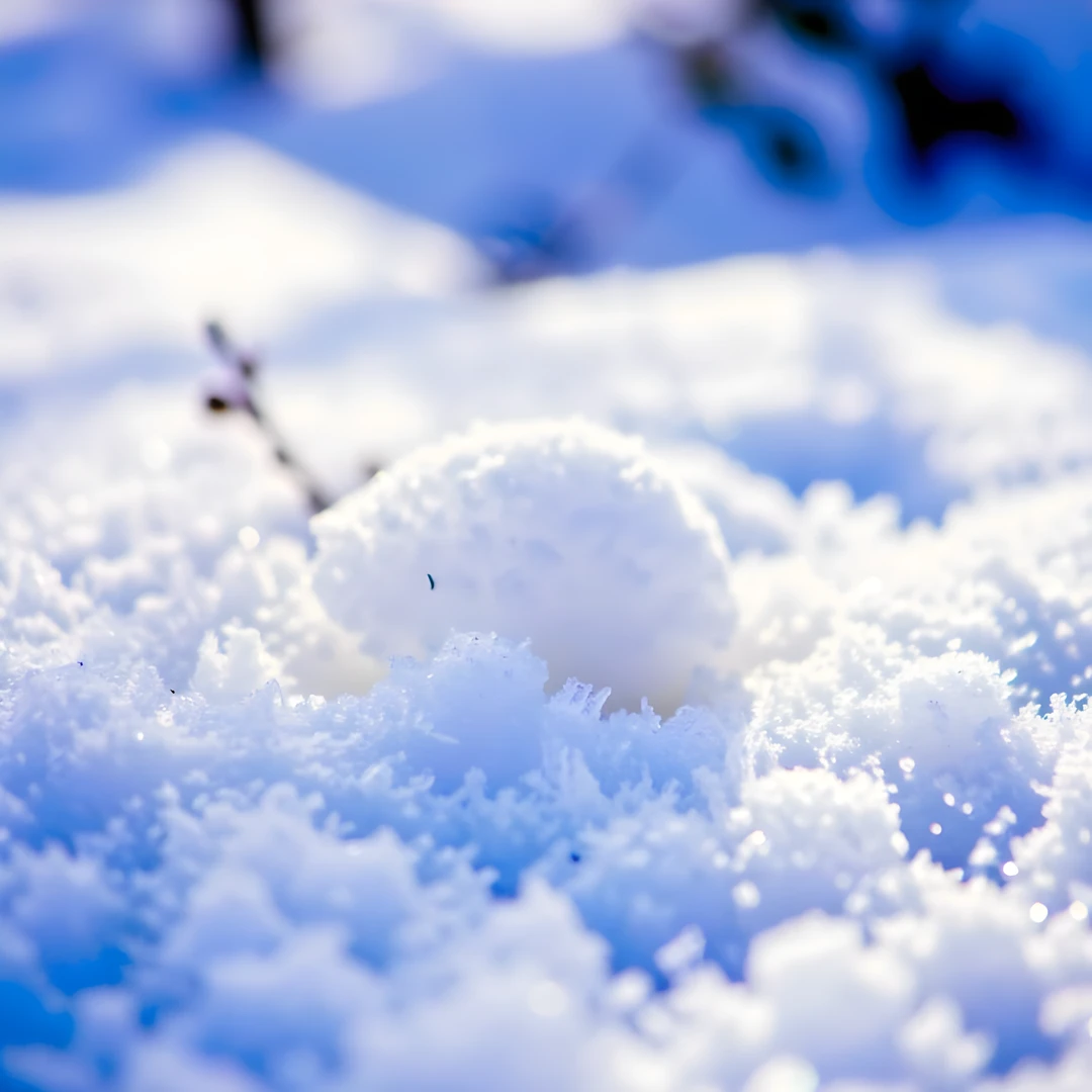Snowy Macro Blooms