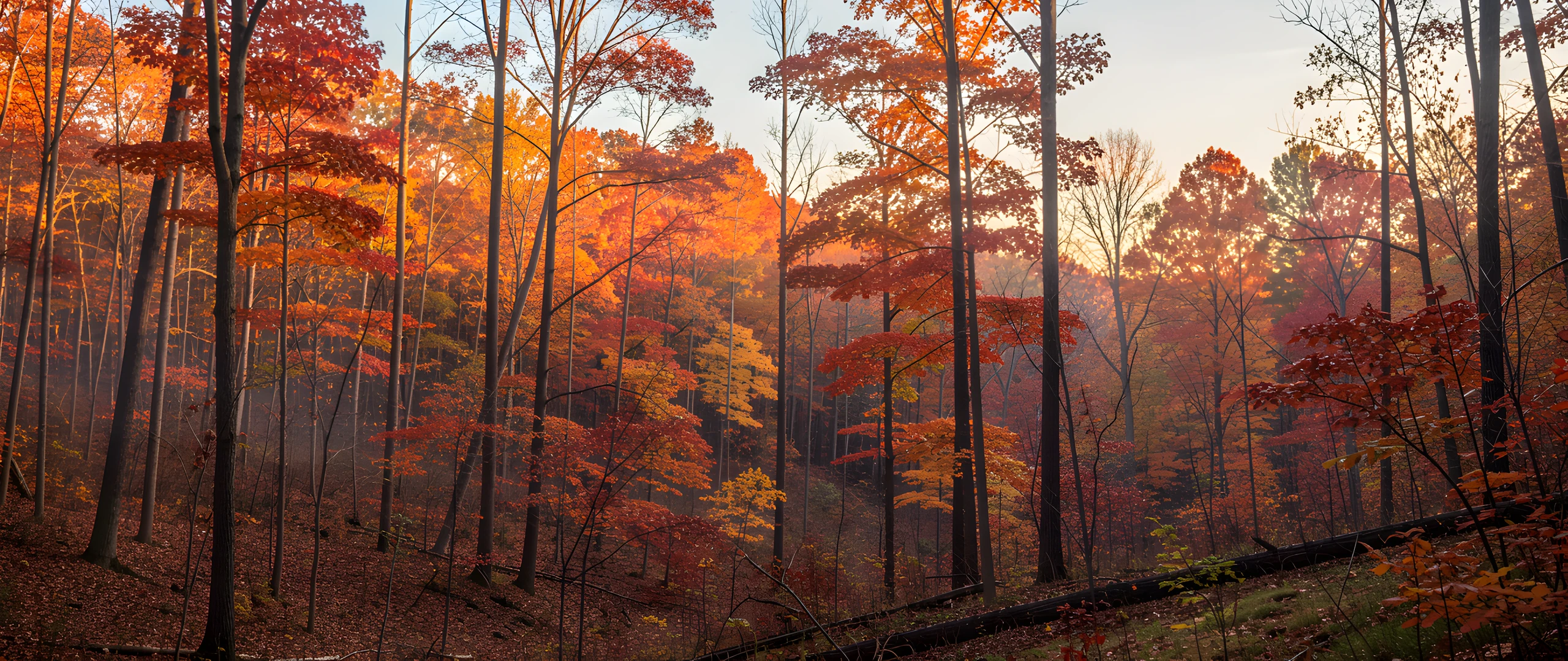 Golden Forest Blaze