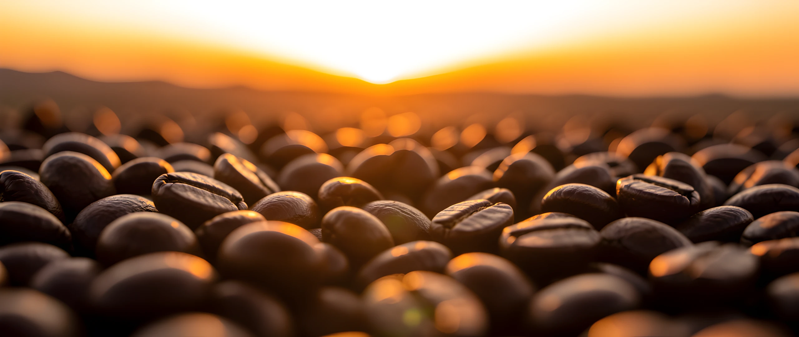 Coffee Bean Macro