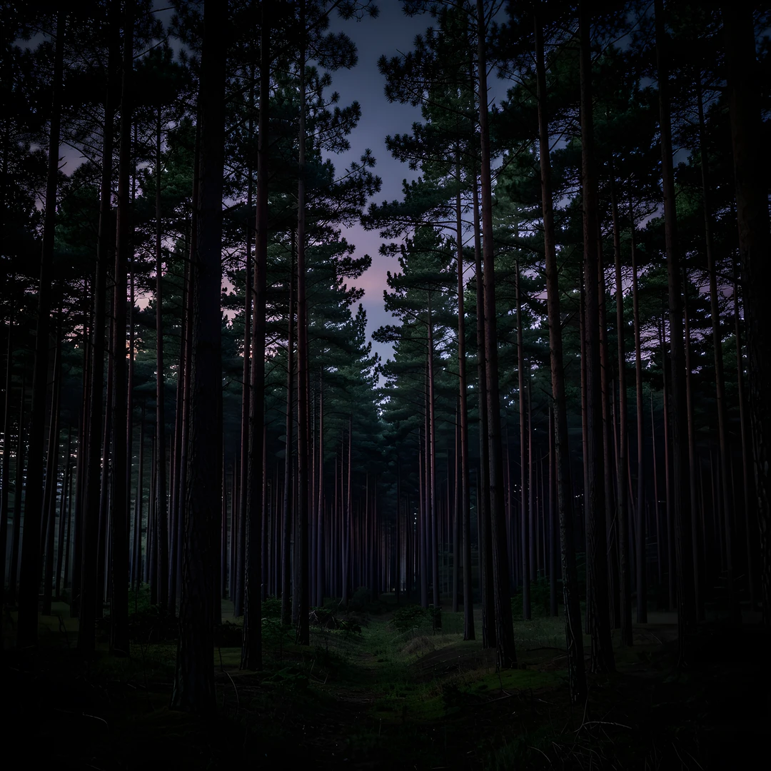 Forest Floor