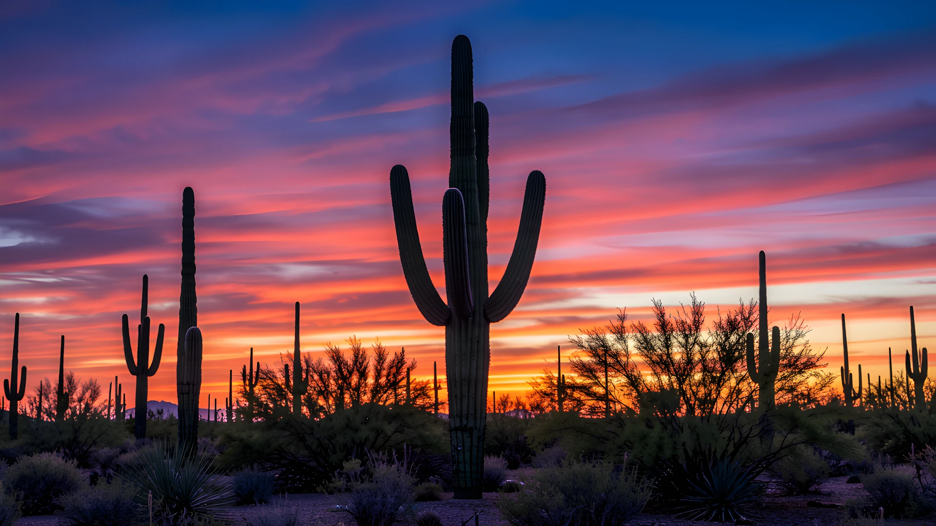 Twilight Saguaro Scene