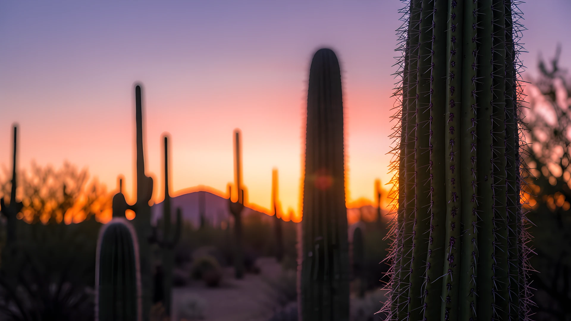 Saguaro Twilight Glow