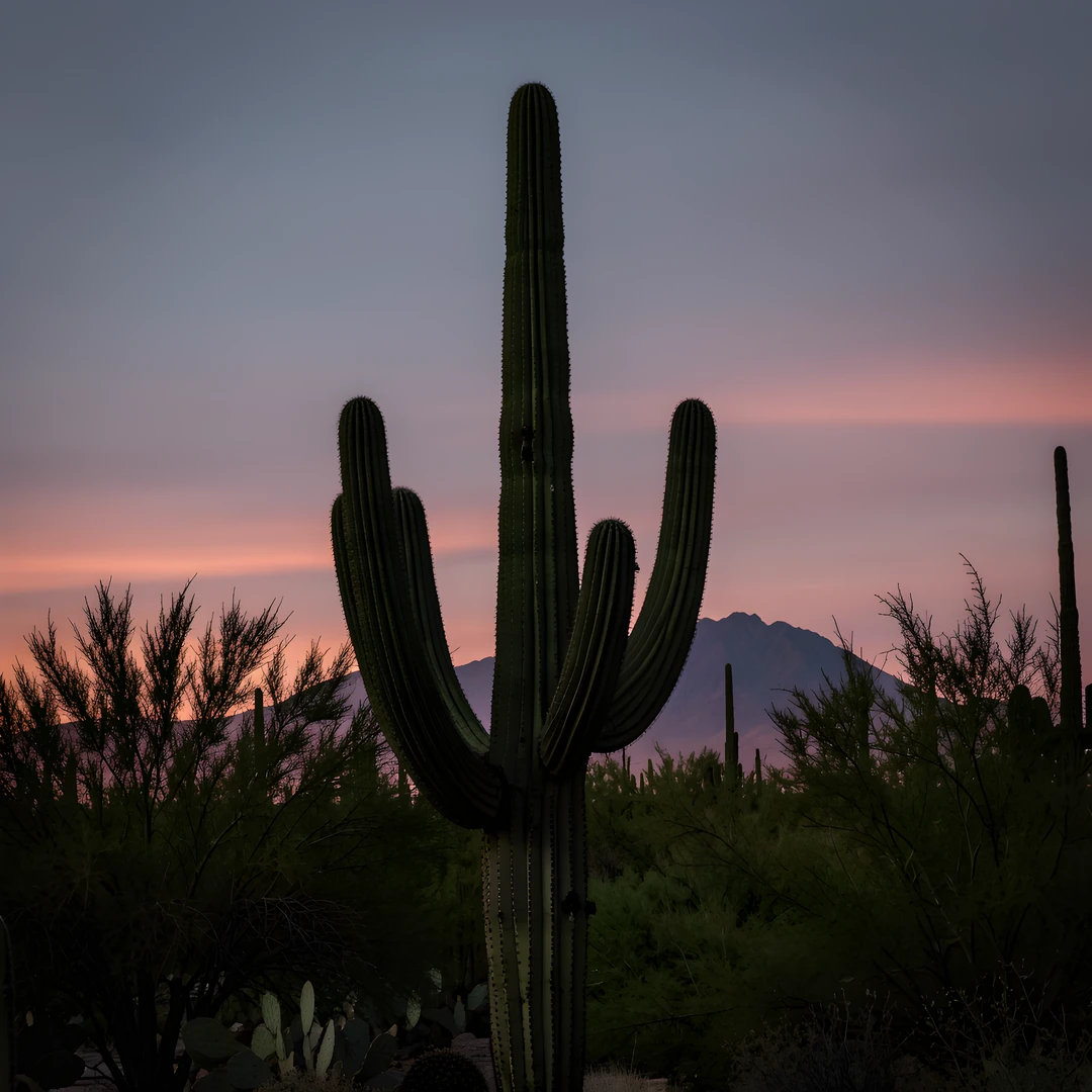 Desert Sunset Glow