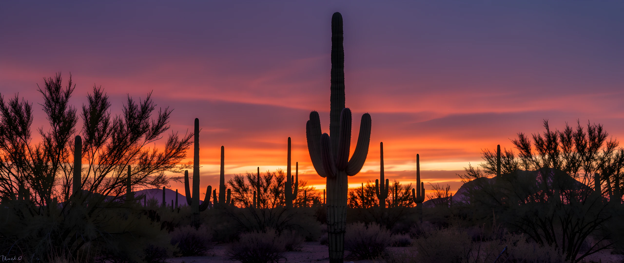 Saguaro Sunset Glow
