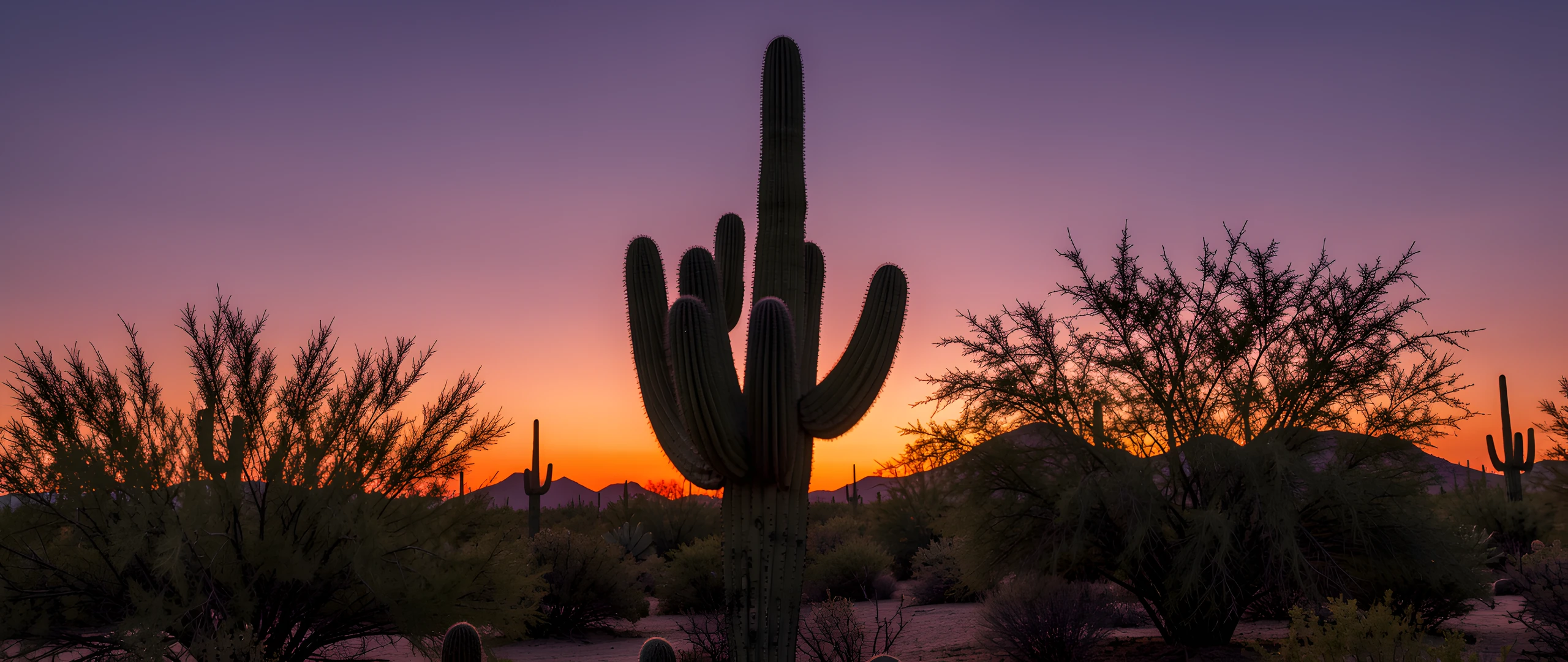 Saguaro Sunset