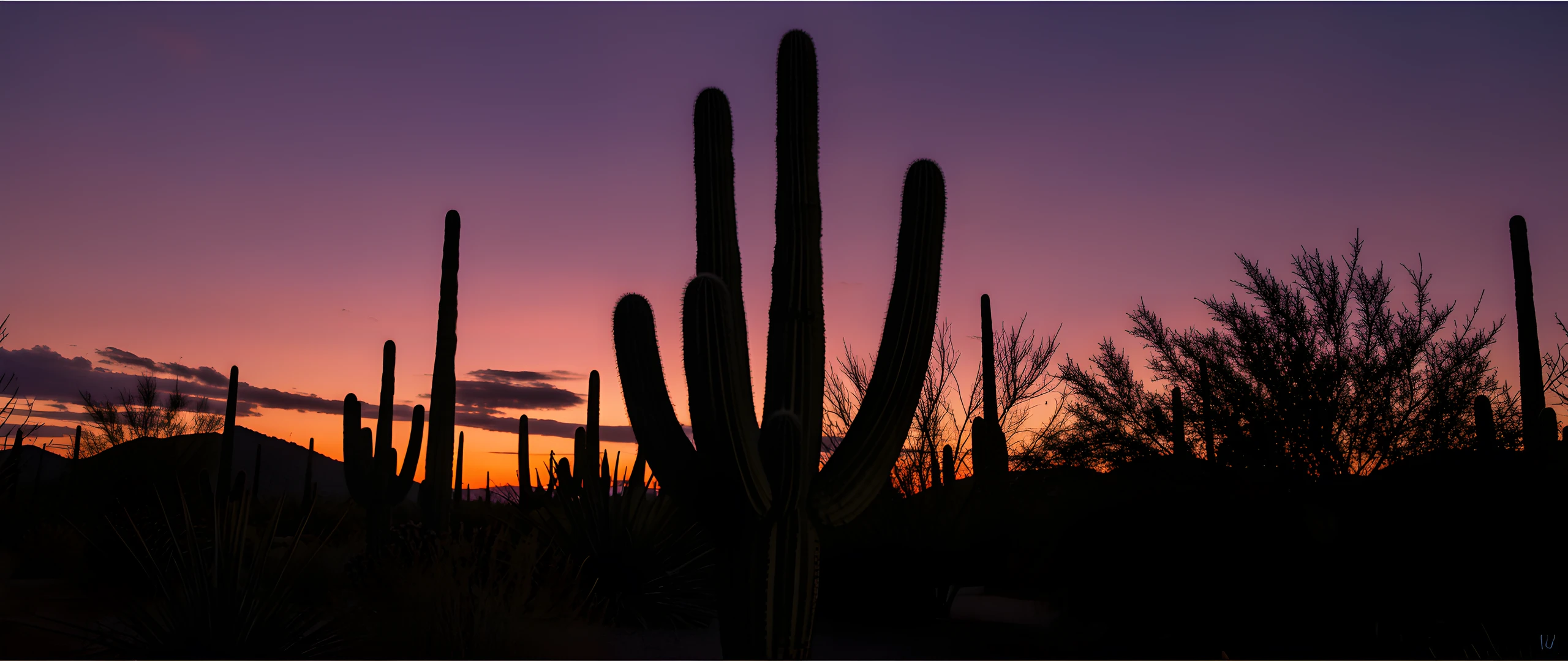 Desert Dreams