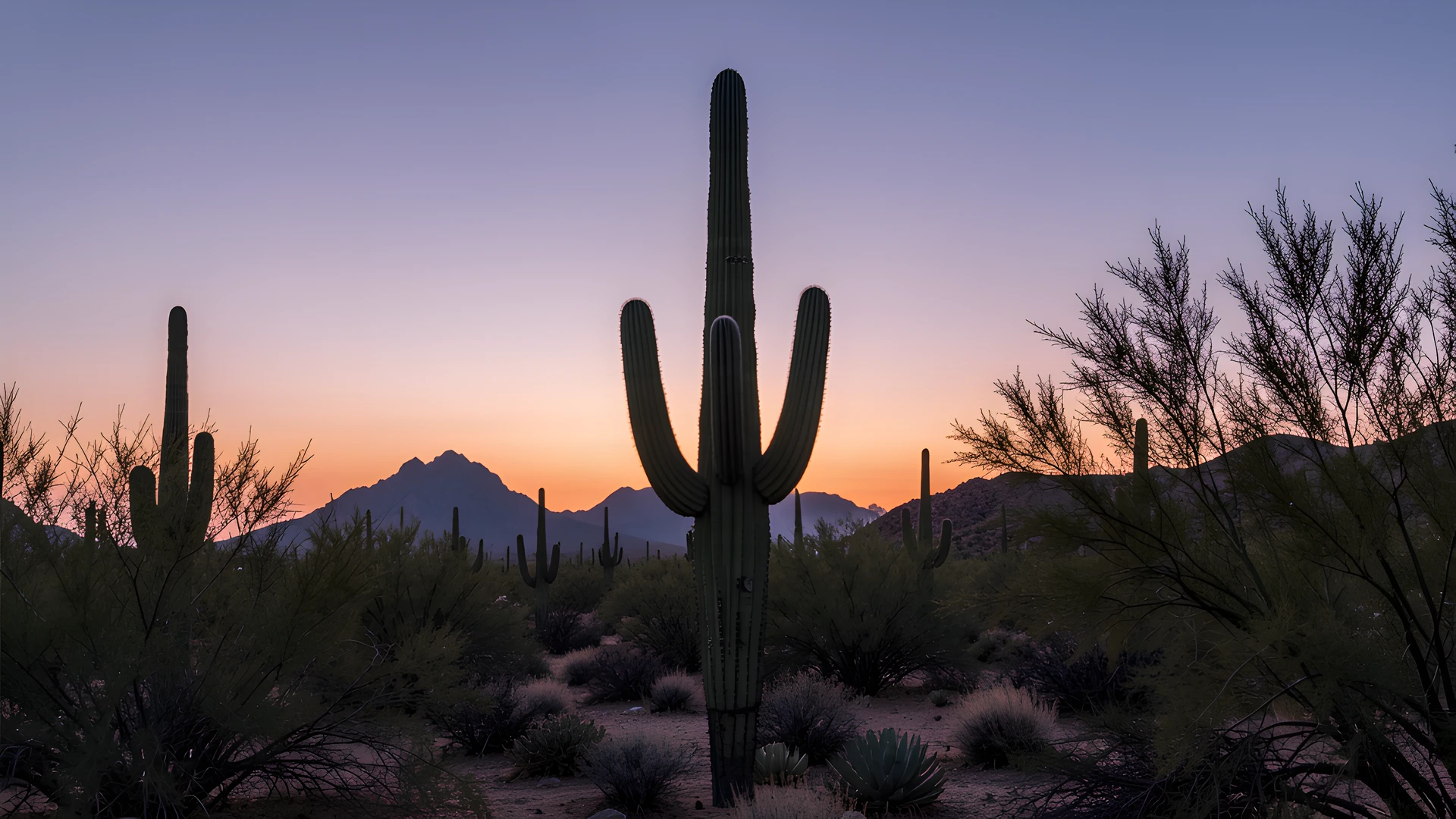 Desert Twilight Glow