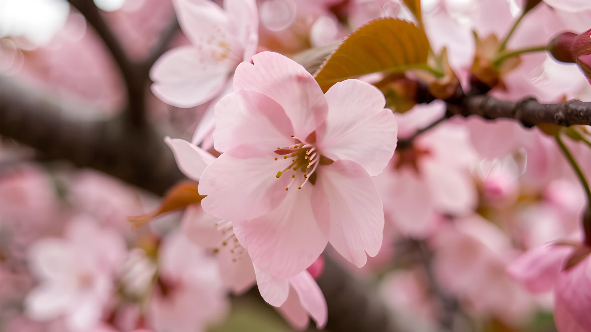 Cherry Blossom Closeup