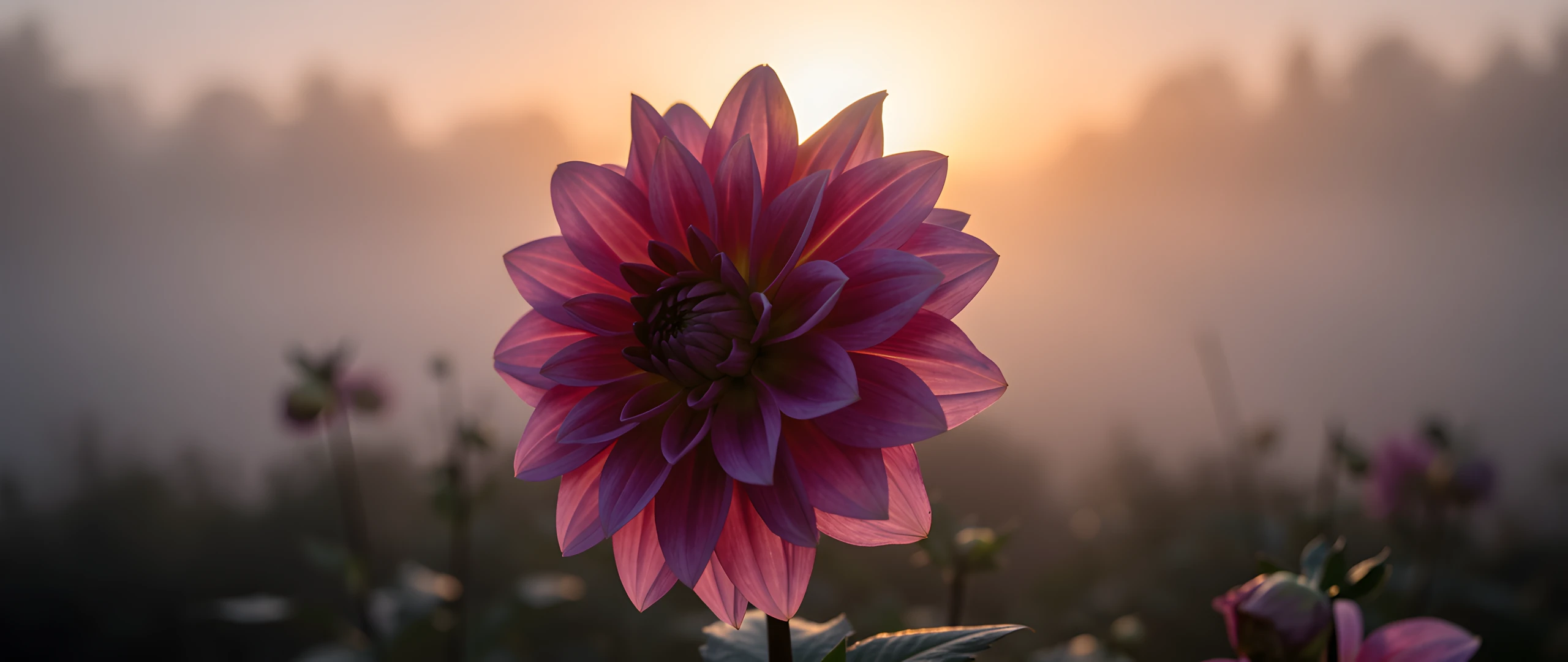 Dahlia Morning Mist