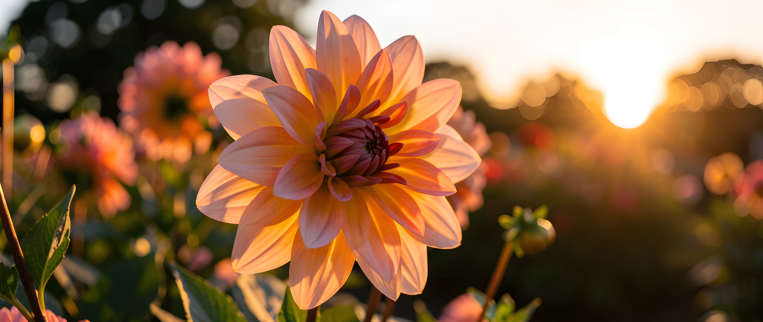 Dahlia Sunset Glow