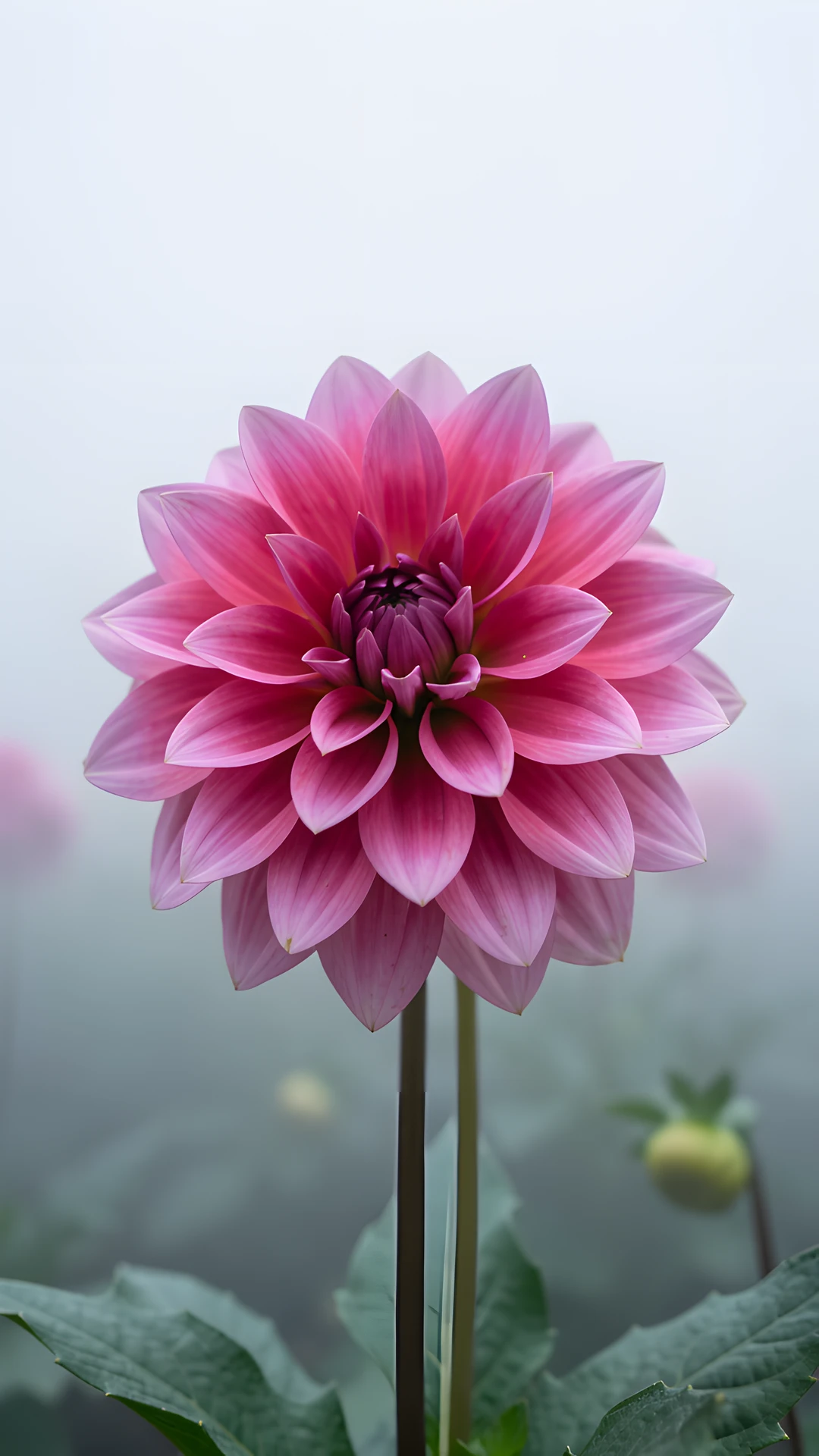 Dahlia Bloom