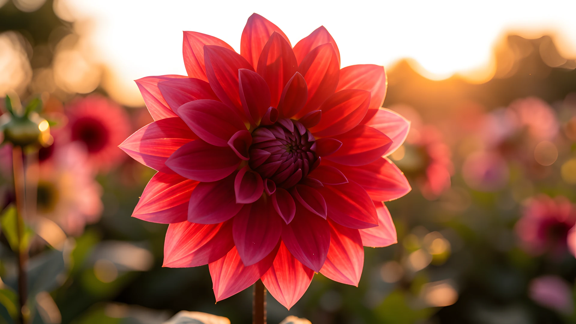 Dahlia Bloom