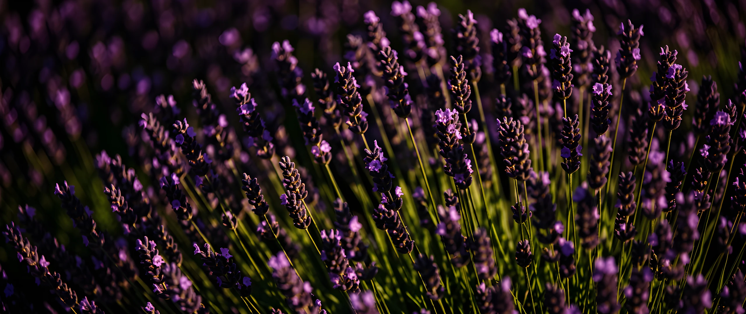 Lavender Field