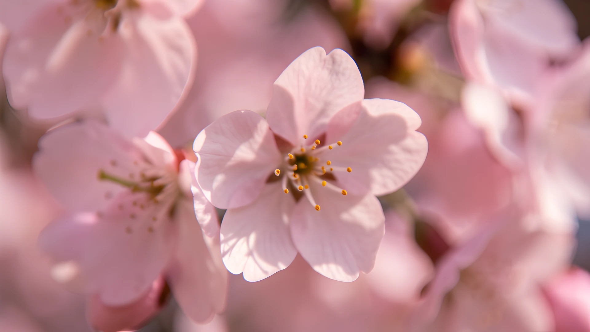 Cherry Blossom Blur
