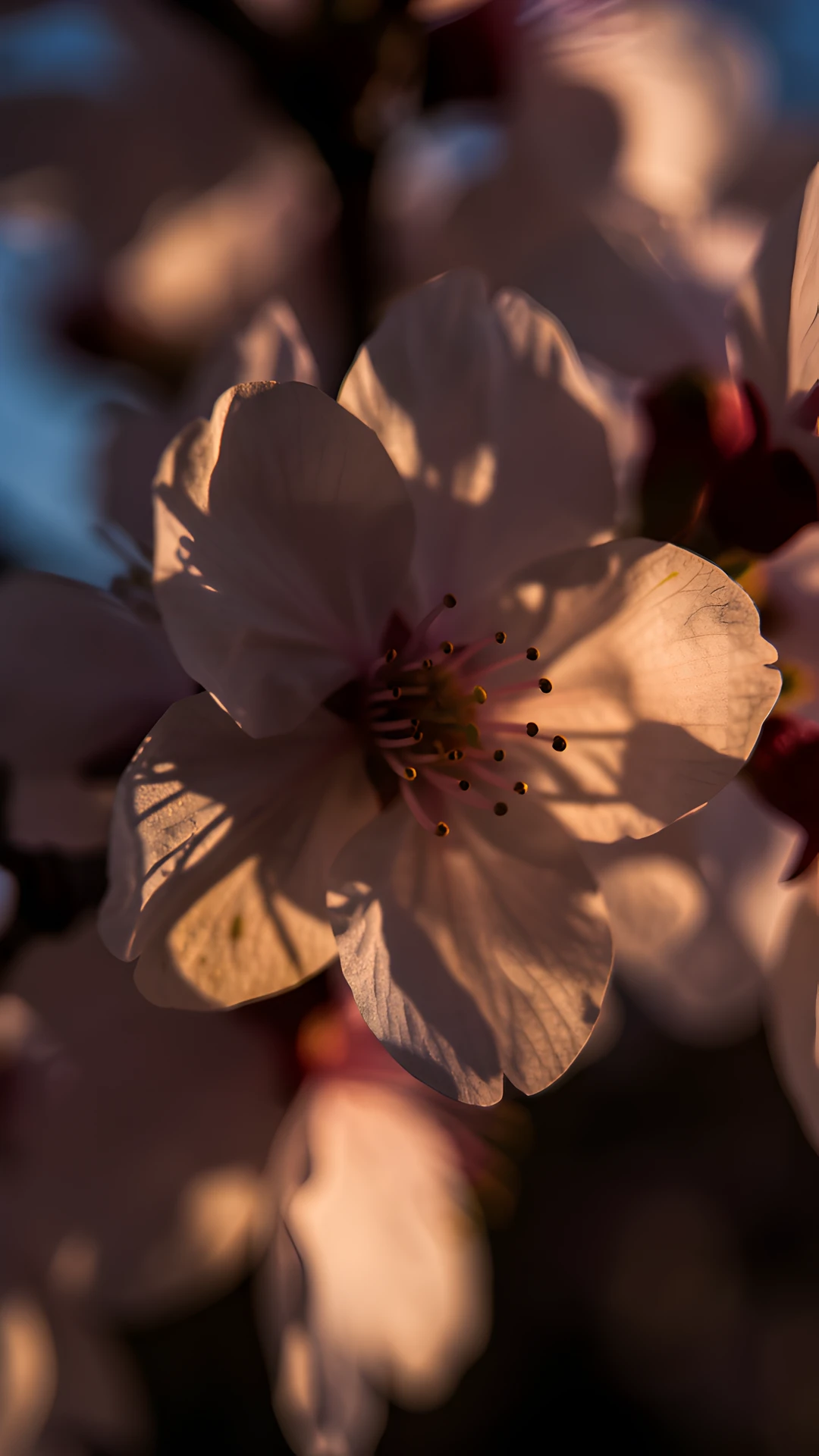 Cherry Blossom Closeup