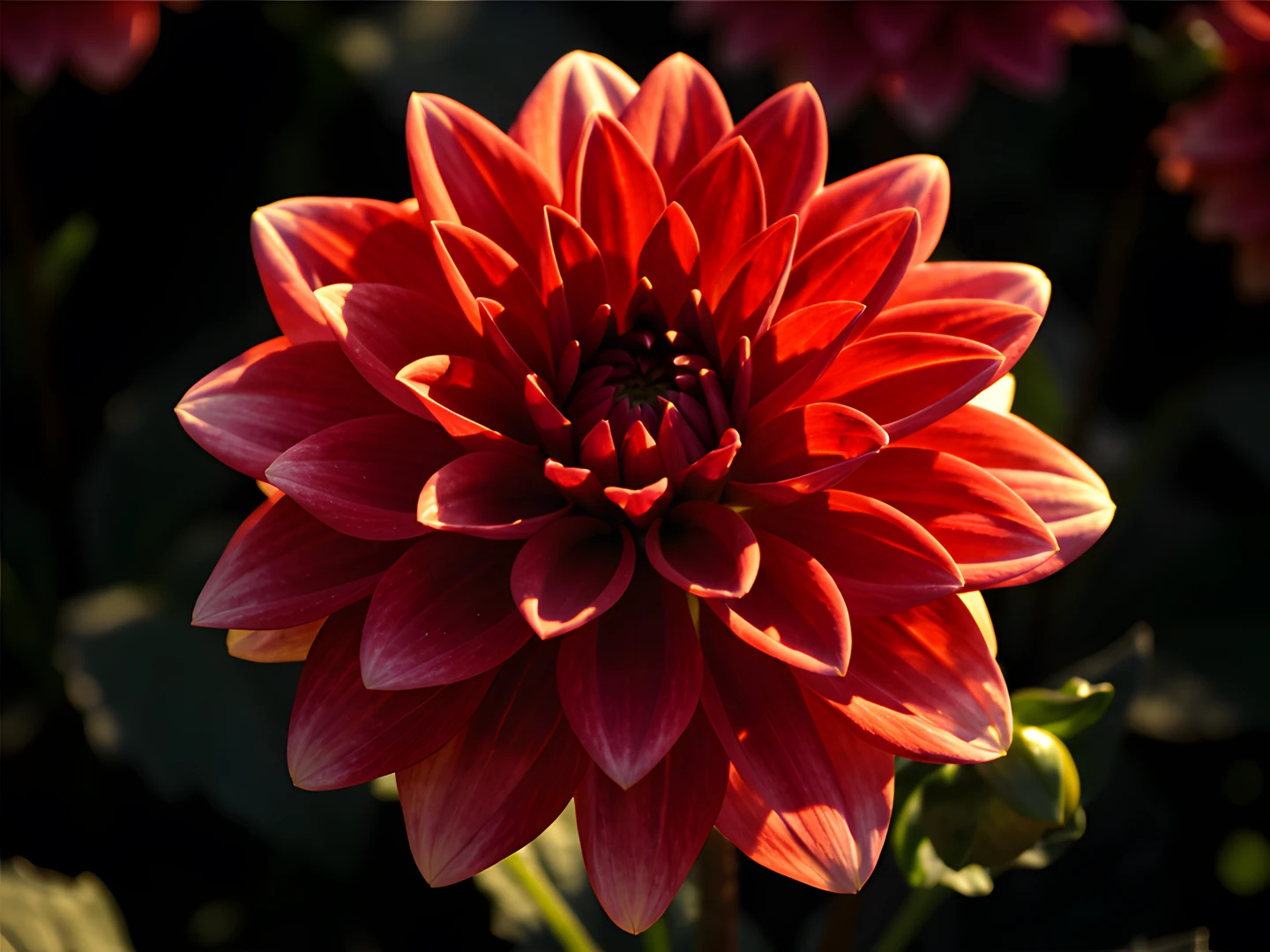 Golden Dahlia Bloom