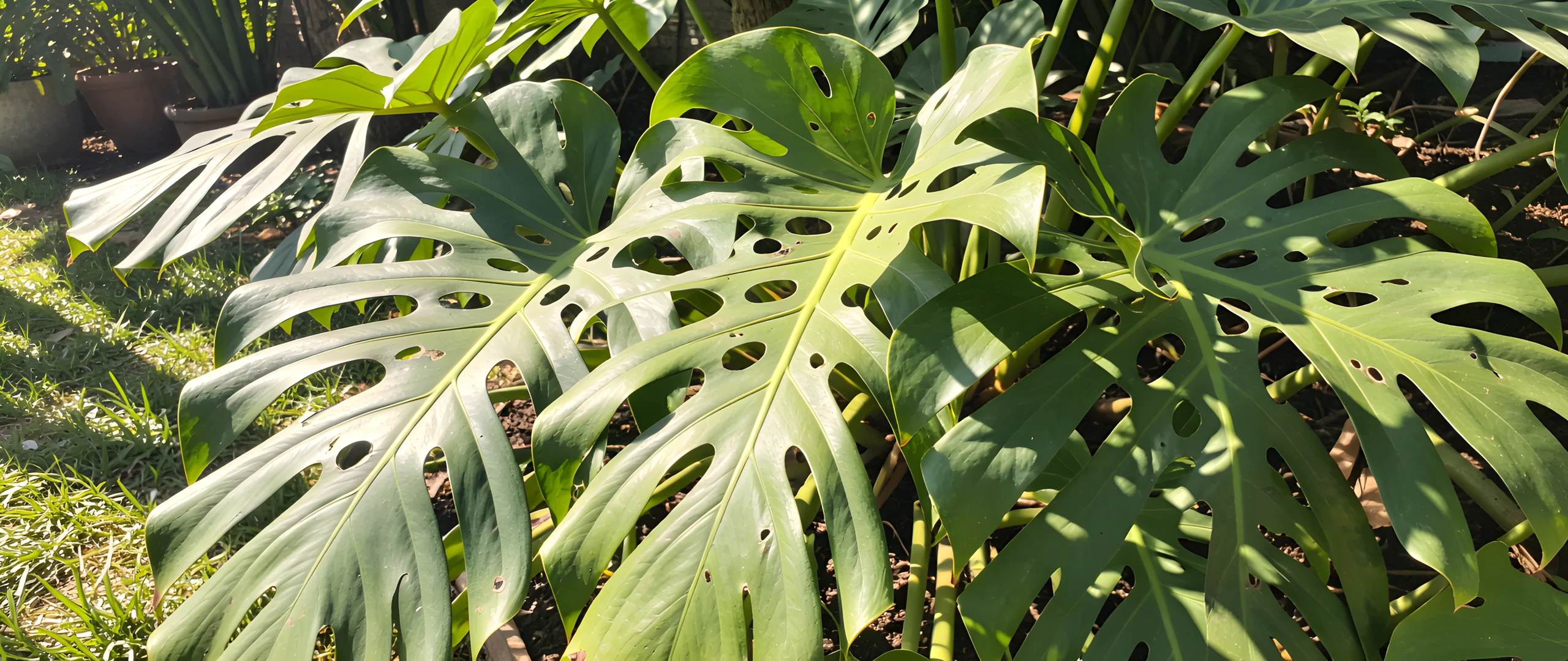 Tropical Leaf Pattern