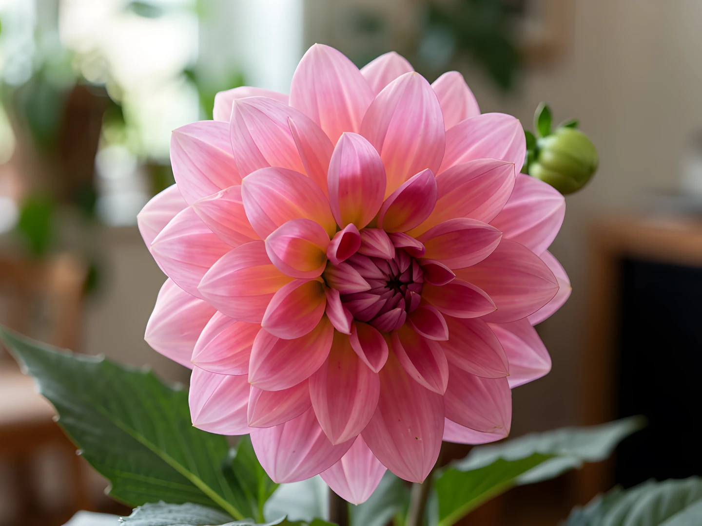 Dahlia Bloom