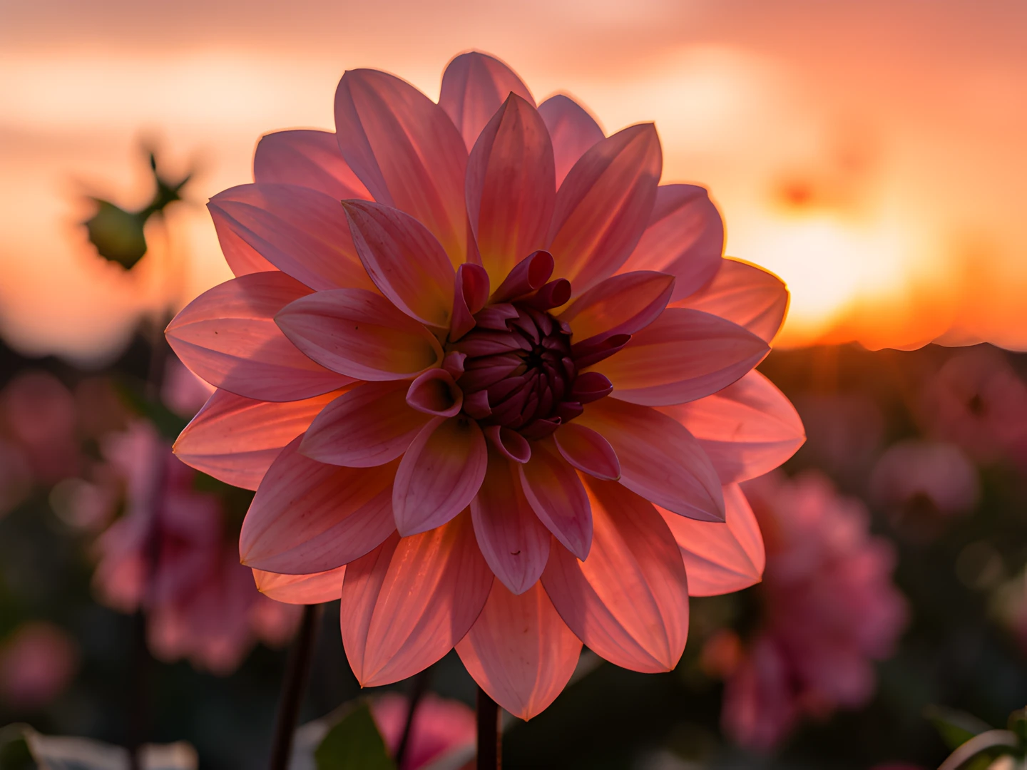 Dahlia Sunset Bloom