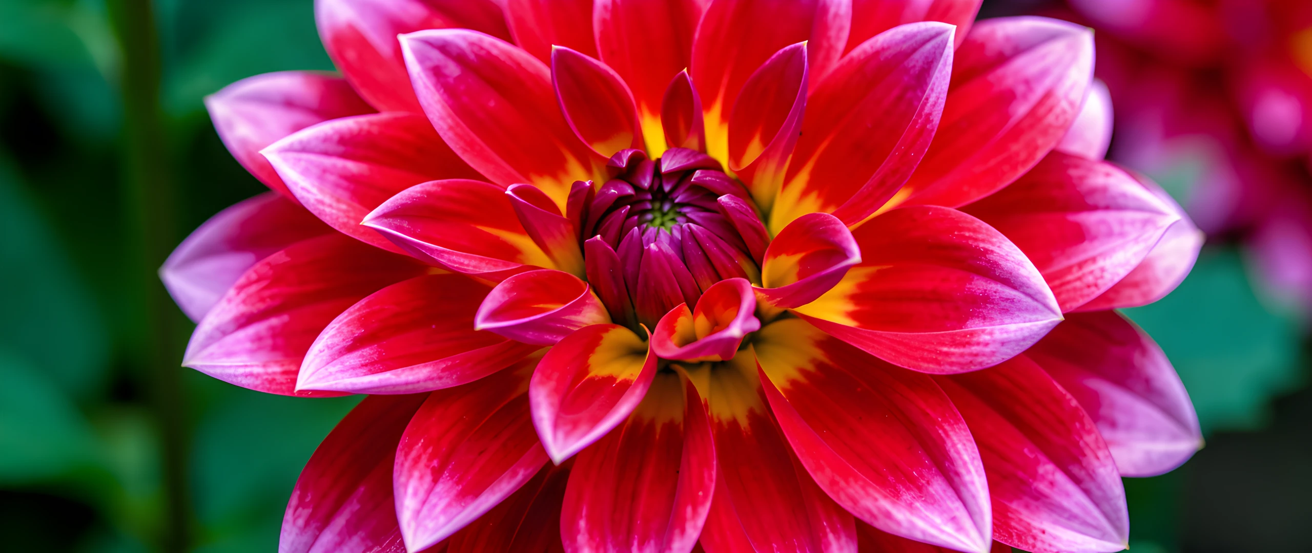 Dahlia Bloom