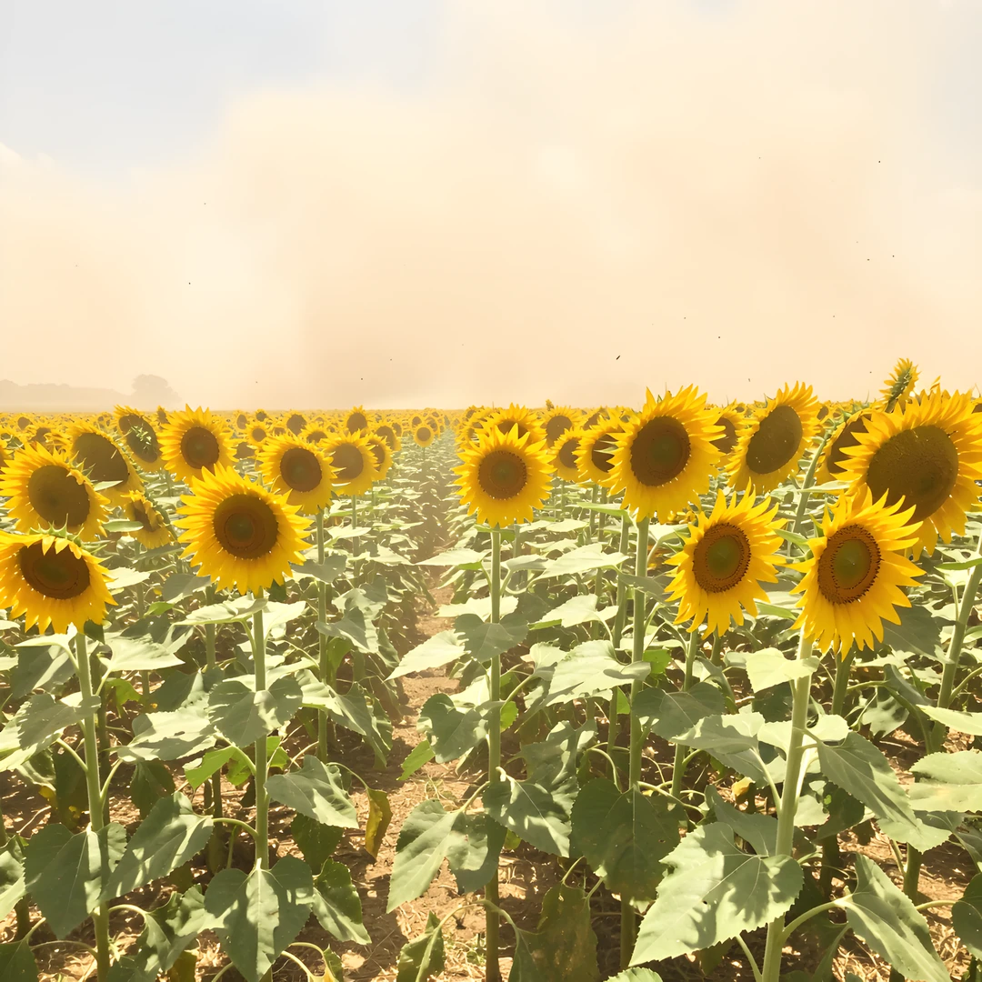 Summer Sunset Field