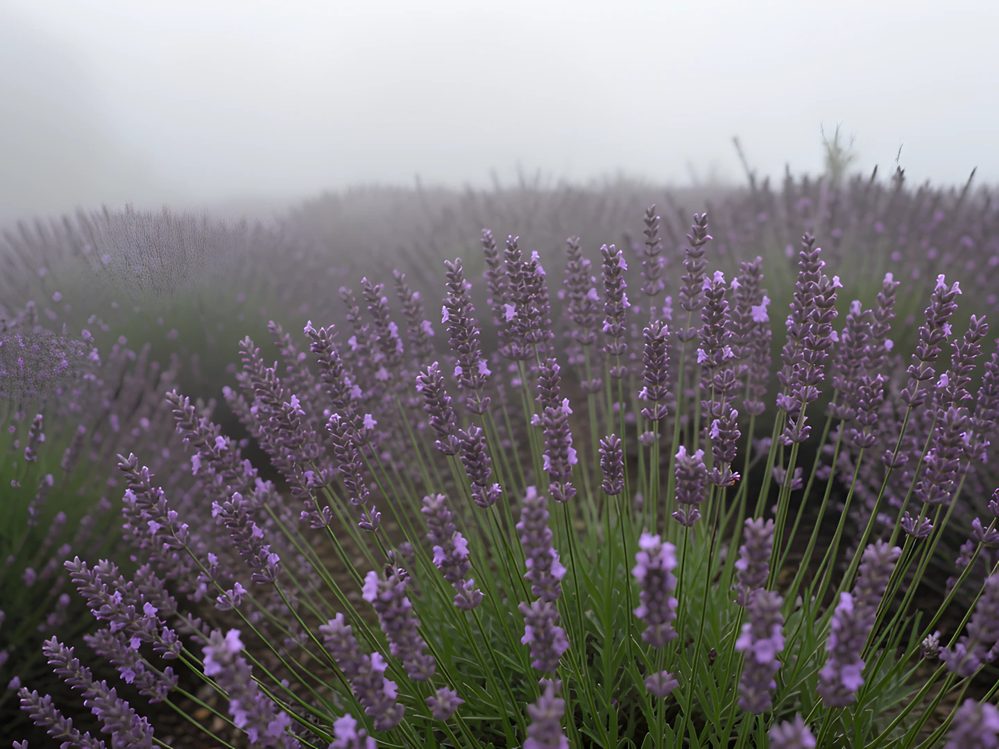 Lavender Field Dream