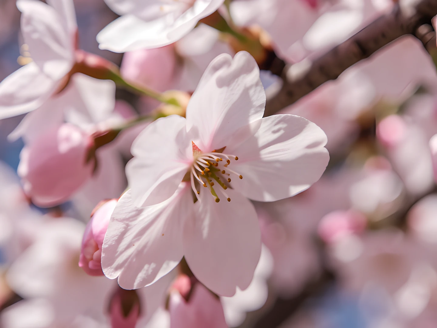 Cherry Blossom Closeup