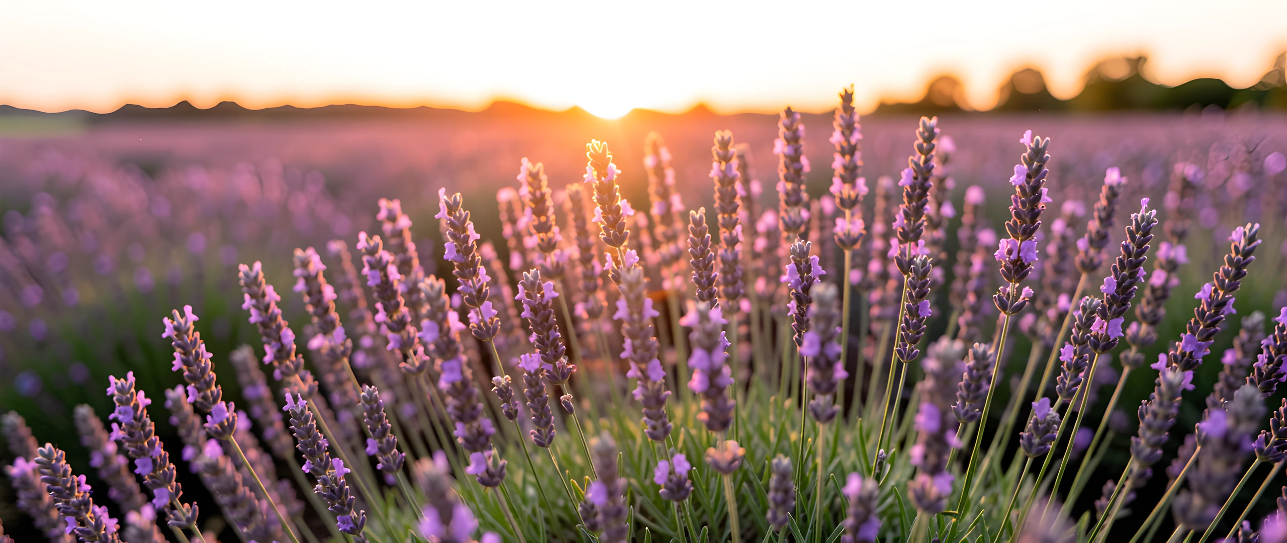 Lavender Field Glow