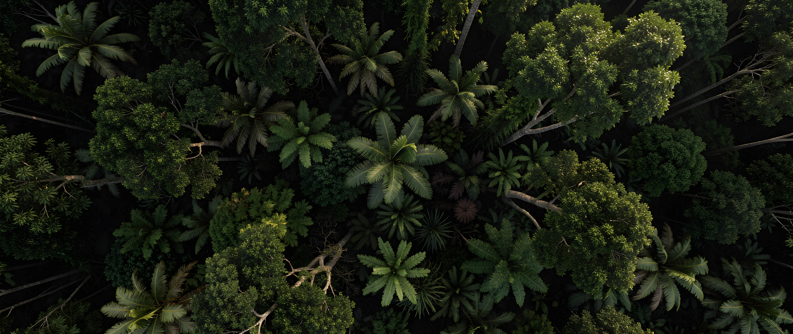 Misty Jungle Twilight