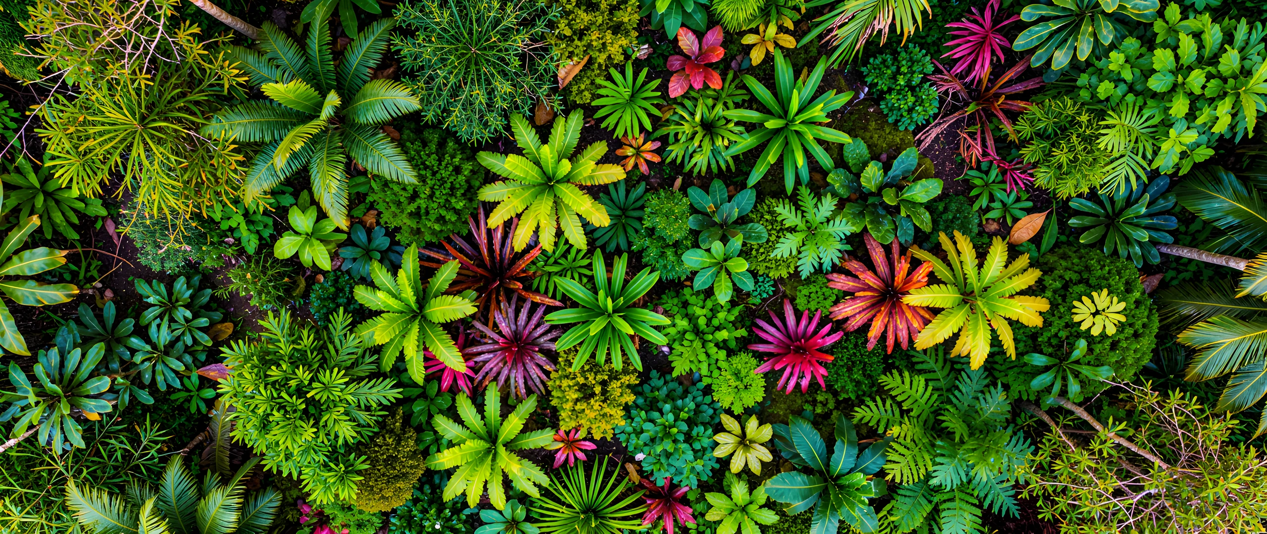 Rainforest Canopy