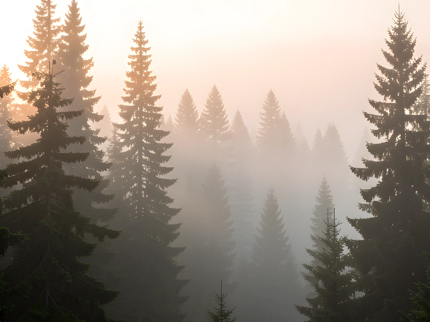 Morning Forest Glow