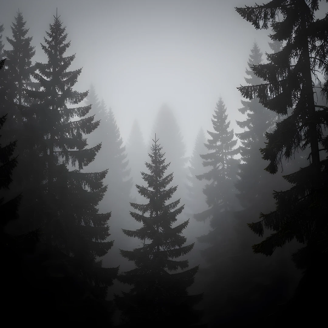 Shadows Mysterious Forest