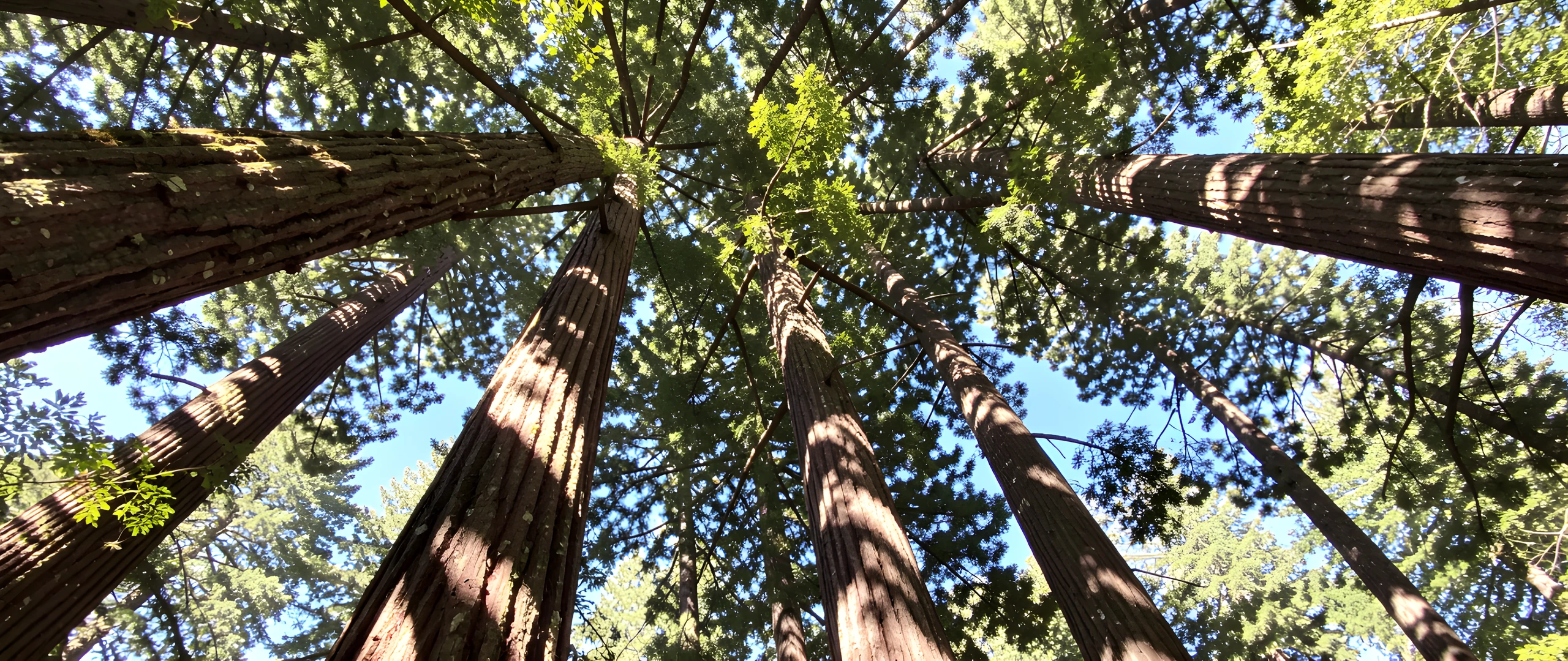 Redwood Forest