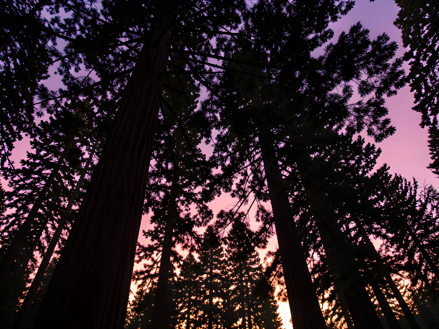 Redwood Twilight Glow