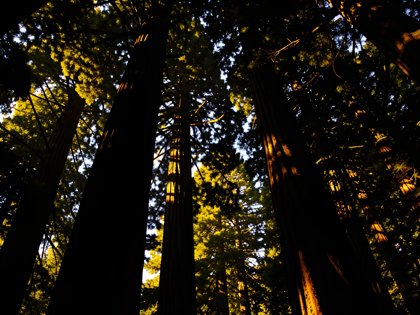 Redwood Forest Glow