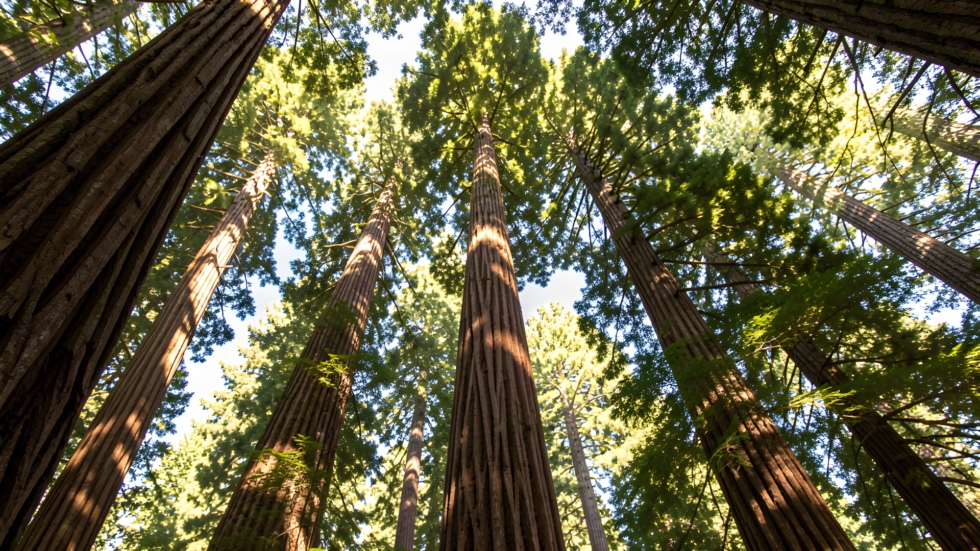 Redwood Forest Glow