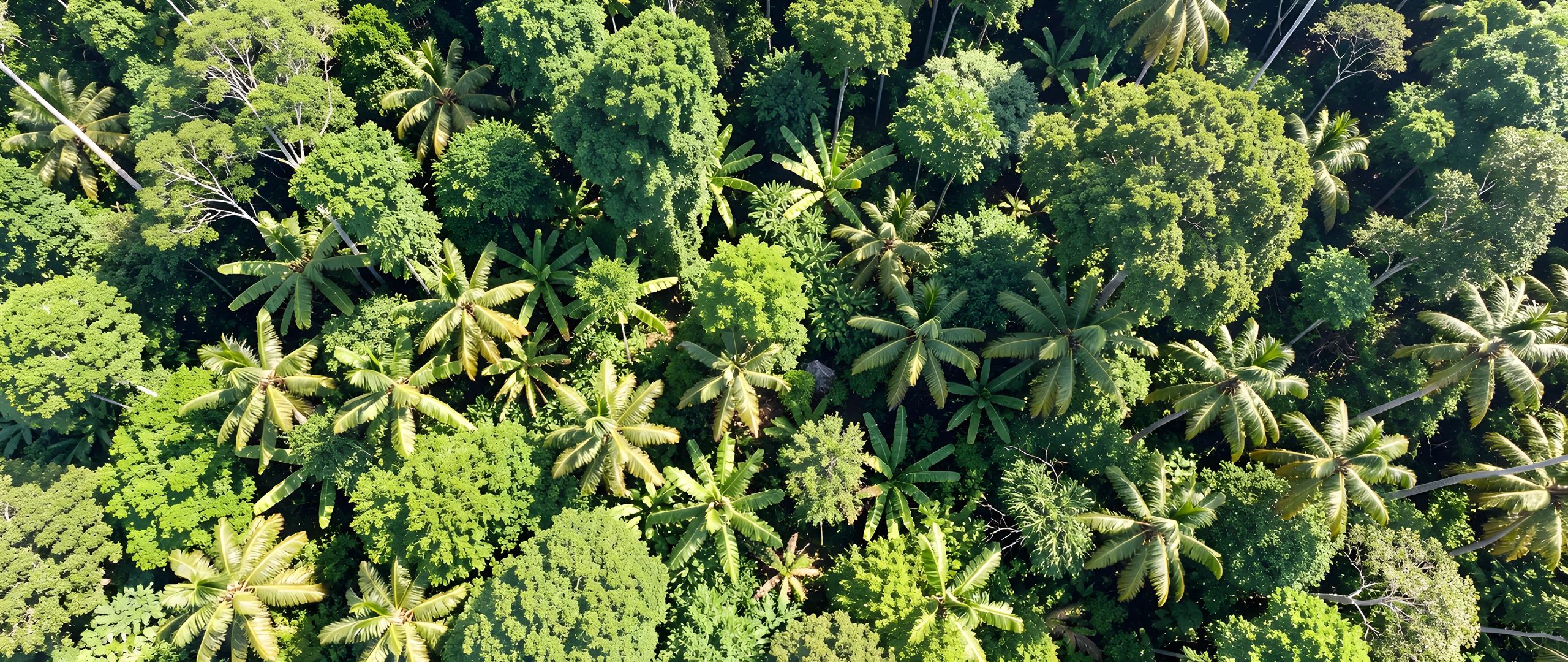 Tropical Leafy Canopy