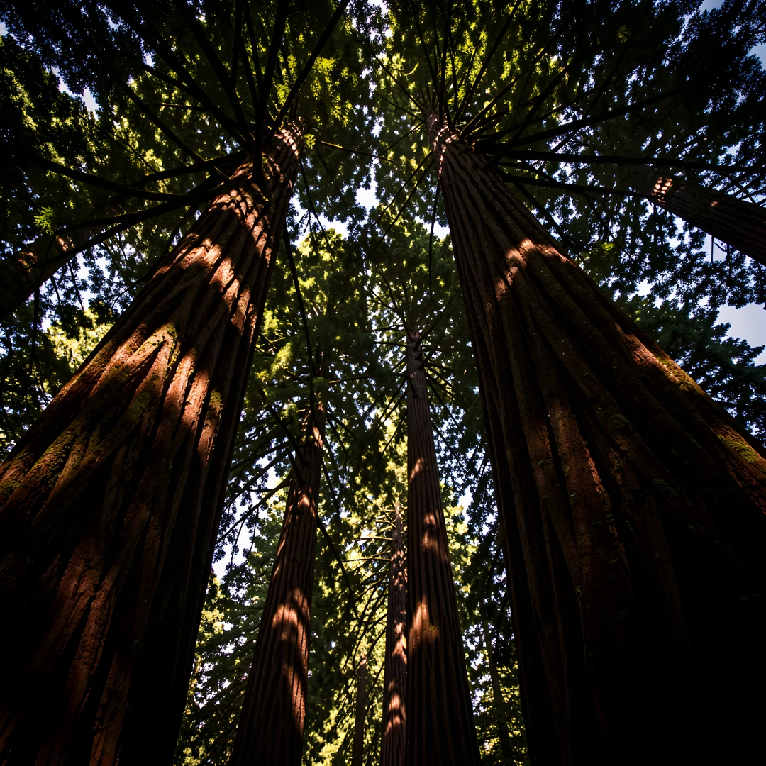 Redwood Shadows