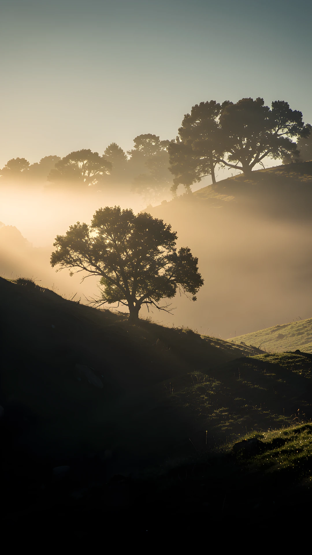Misty Golden Hill