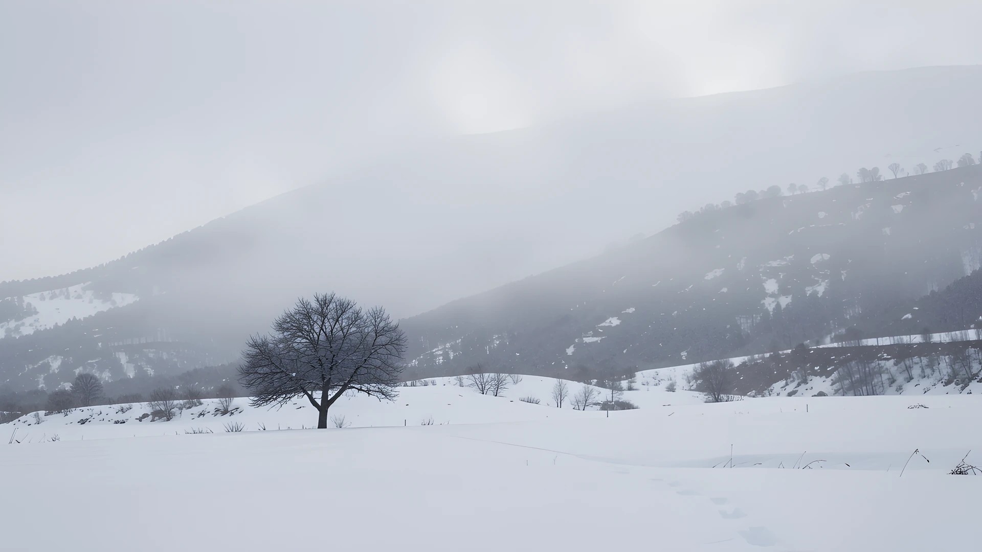 Winter Forest Scene