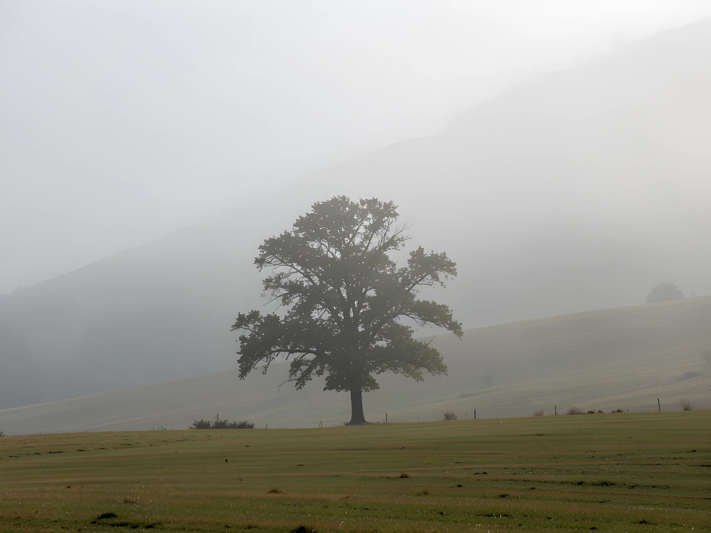 Misty Morning Glow