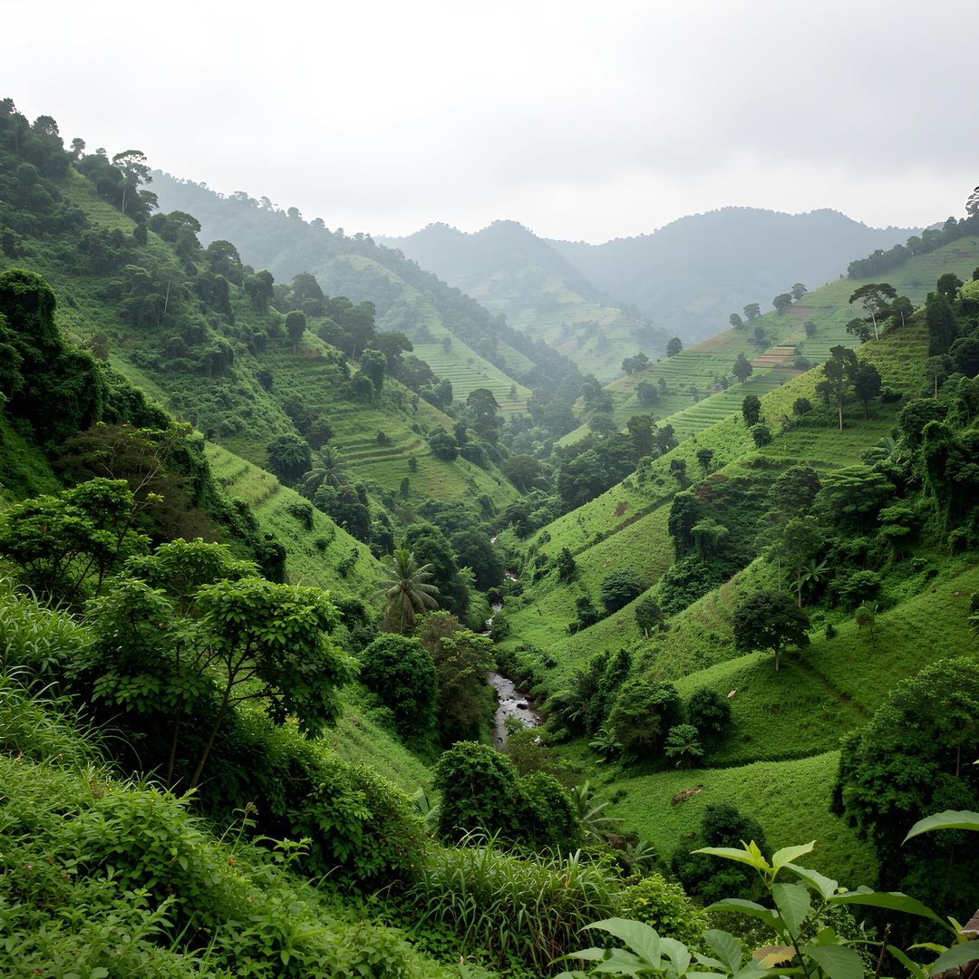 Misty Morning Valley