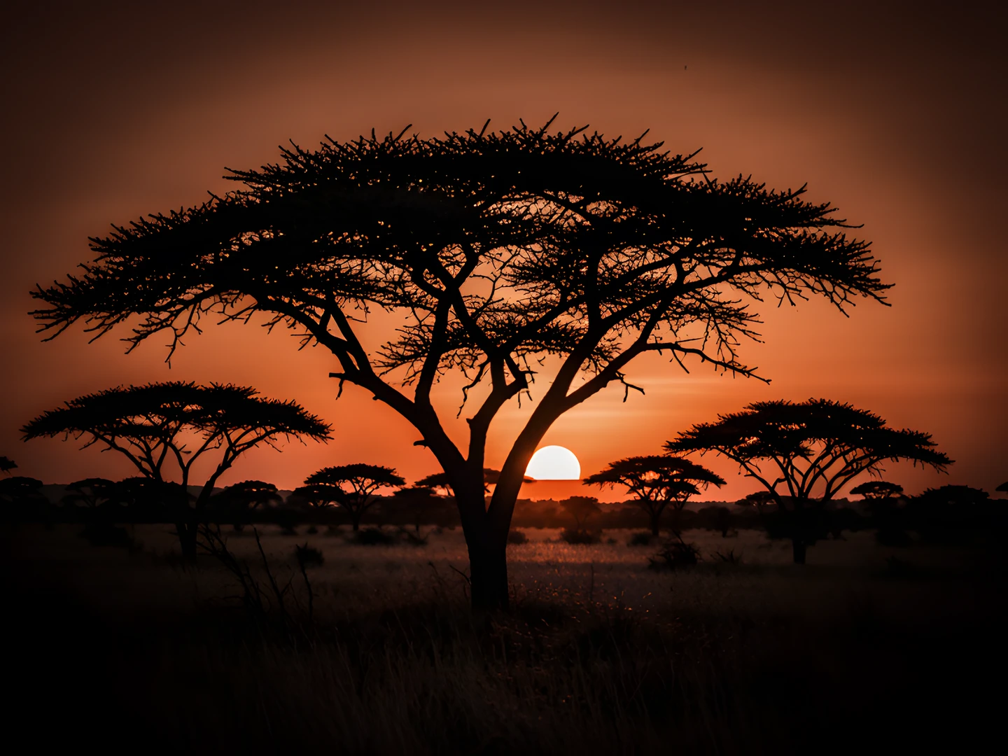 Noir Acacia Sunset