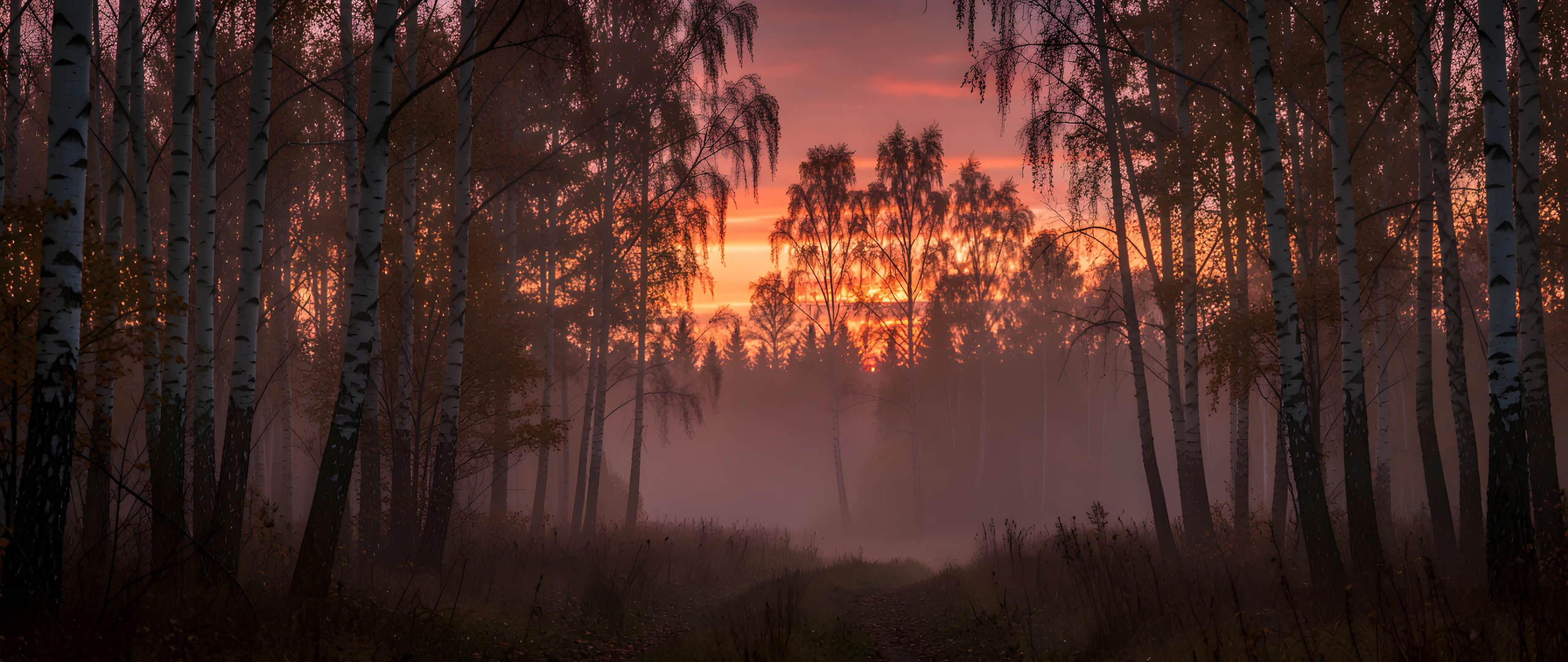 Misty Birch Twilight