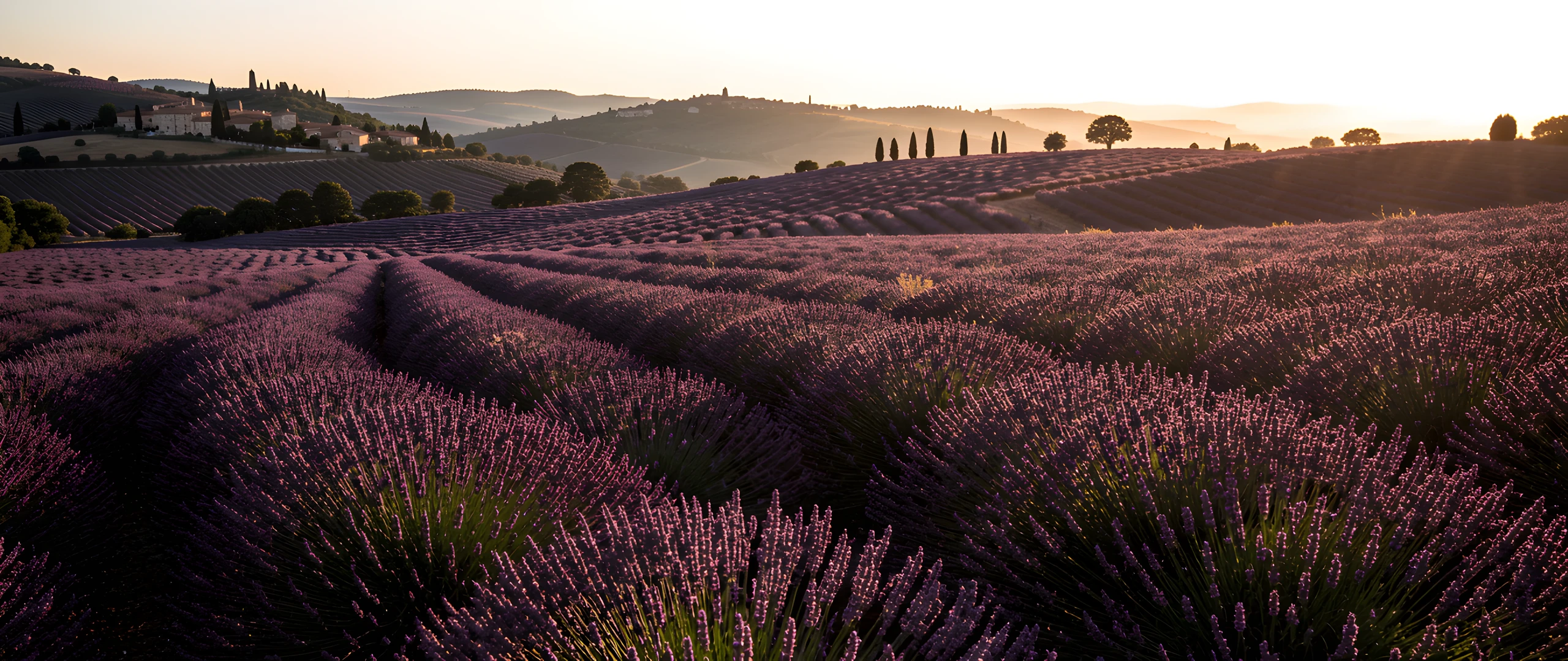 Lavender Sunset Fields