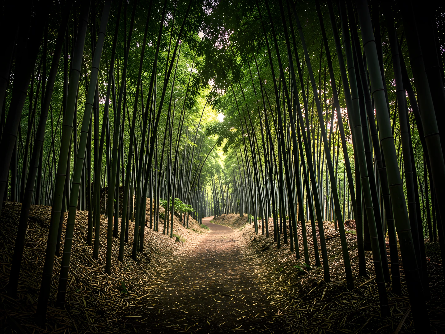 Misty Bamboo Trail