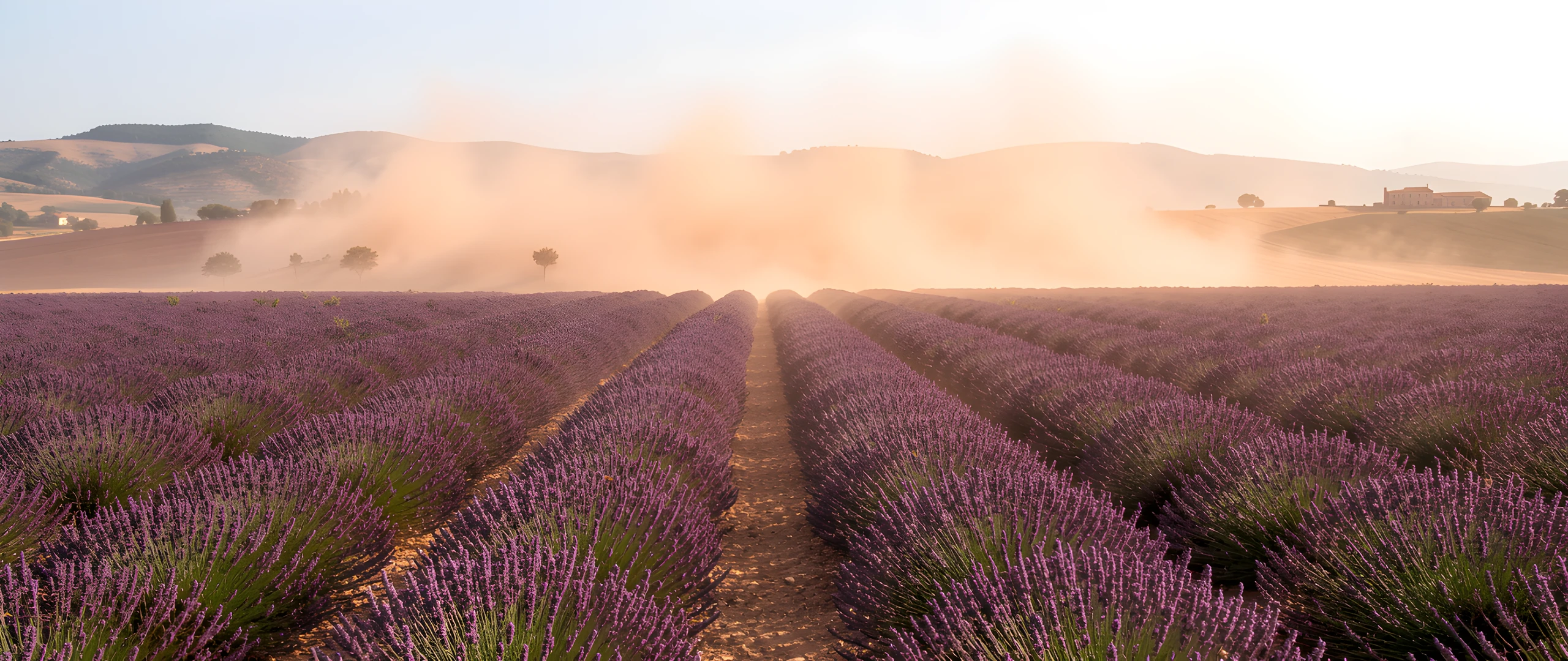 Lavender Fields Dream